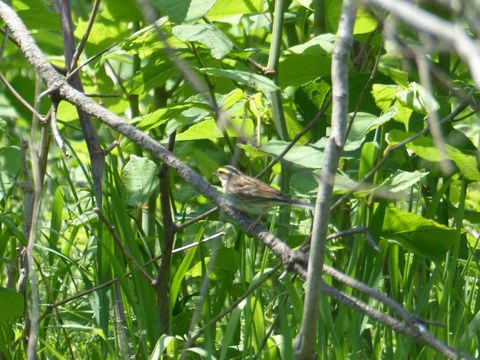 P1060271_1600.jpg