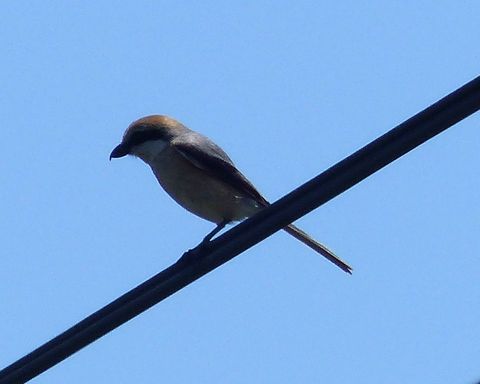 P1070138_1600.jpg